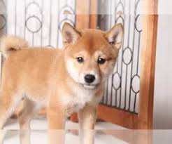 Hardee county, wauchula, fl id: Puppyfinder Com Shiba Inu Puppies Puppies For Sale Near Me In Naples Florida Usa Page 1 Displays 10