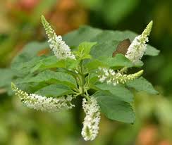 Image result for Buddleja asiatica