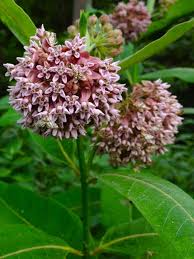 Asclepias Syriaca Common Milkweed Jardineria Flores Plantas