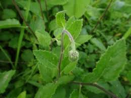 Image result for Crassocephalum vitellinum