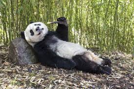 You can find online coupons, daily specials and customer reviews on our website. Cool Retreats Are Needed To Save Giant Panda From Warmer Weather New Scientist