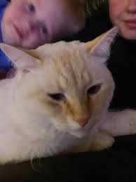 Dog named Ryder missing in Bonny Hills