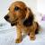 Miniature Red Long Haired Dachshund