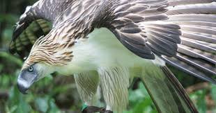 Birds Of Prey Animals List Philippine Eagle Endangered Animals List Our Endangered Animals Konica Minolta Philippine Eagle Endangered Animals Harpy Eagle