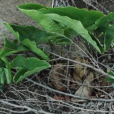 Image result for Stylochaeton