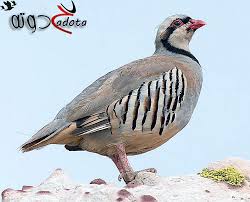 تفسير حلم رؤية الحجل في المنام موقع حدوتة