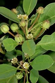 Image result for Clutia monticola