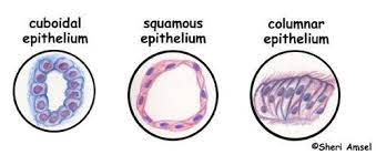 Tissues Epithelium Muscle Connective Tissue And Nervous Tissue Human Anatomy And Physiology Nursing Study Human Body Anatomy