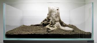 Tree Stumps May Make An Inspiring Single Piece Hardscape Stumps Are Usually Extremely Hard To Fit In Regular Sized Tanks This Aquascape Animal Room Fish Tank