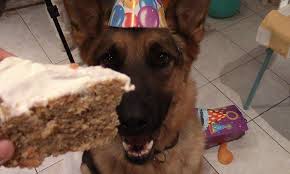Recette De Gateau De Fete Pour Chien Animals Fur Kids Corgi