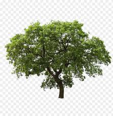 Download high quality family tree clip art from our collection of 65,000,000 clip art graphics. Tree Free Download Png Transparent Background Tree Clipart Png Image With Transparent Background Toppng