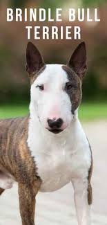 561 Best American Staffordshire Terriers X Bull Doggies