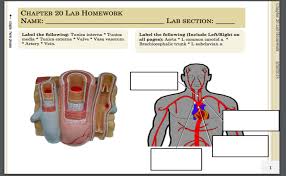 Check spelling or type a new query. Tunica Anatomy Anatomy Drawing Diagram