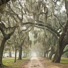 Image result for spanish moss outside charleston sc