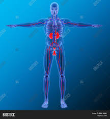 This is a condition where bile gets backed. Kidneys Pair Organs Image Photo Free Trial Bigstock
