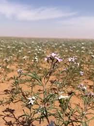 Image result for Coelachyrum