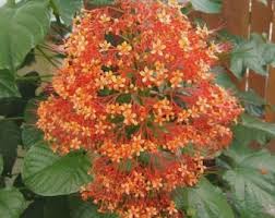 Image result for Clerodendrum pusillum