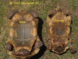 Redfoot Tortoise Breeding