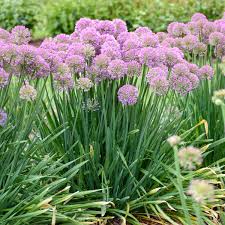 The diameter of the chicken wire needs to be smaller than an inch and the fencing secured with sturdy stakes. Deer And Rabbit Resistant Perennials Walters Gardens Inc