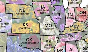 Use arrows to rank one item in versus another. Map Shows Every U S State Flower
