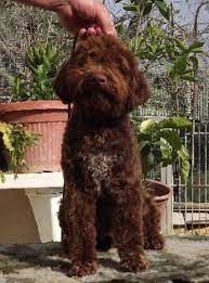 Find puppies for sale, started dogs for sale and finished dogs from all sorts of different pointing breeds, retrieving breeds and flushing breeds. Lagotto Romagnolo Dogs In Canada Canadogs
