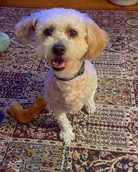 STILL NOTHING !!! Velvet rots in a small cage at the vet's office. She is  confined and very sad. A cage is no place for Velvet !!! Can you foster  even temporarily???