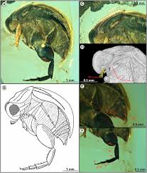Flower meaning ~ why flowers are so very meaningful to us. Pollination Of Cretaceous Flowers Pnas