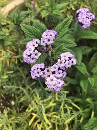 Image result for Heliotropium lineare