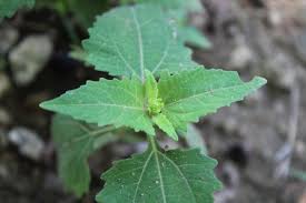 Image result for Sigesbeckia