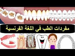 طبيب الاسنان بالفرنسية مفردات الطب في اللغة الفرنسية تعلم اللغة الفرنسية Youtube