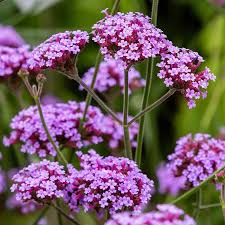 Image result for foto verbena