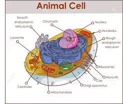 The parts of an animal cell have distinct functions. Animal Cell Anatomy Diagram Structure With All Parts Nucleus Royalty Free Cliparts Vectors And Stock Illustration Image 95010004