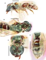 Image result for Dialium holtzii