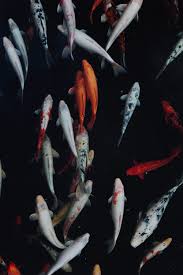 We did not find results for: Koi Pond Pictures Download Free Images On Unsplash