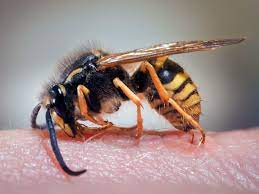 Maybe you would like to learn more about one of these? Pest Advice For Controlling Wasps