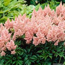 Sister Theresa Astilbe Astilbe Astilbe Arendsii Shade Garden Plants