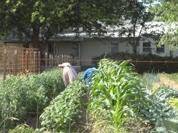 A Visit With the Old Order Amish, Bowling Green, Missouri