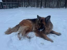 Erika Tobin (@oberonoflostlakewoods) • Instagram photos and videos