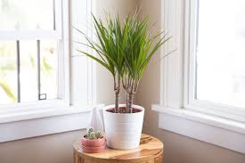 Image result for dracaena