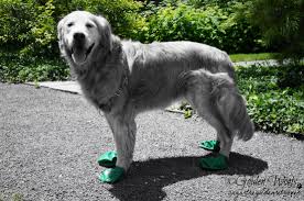 The colors of golden retriever range from cream to mahogany. Summer Green On Black N White Sunday Golden Woofs