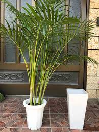 アレカヤシの植え替え方法 育て方 上手な水のやり方 然性美々