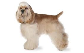 cocker spaniel dog breed information pictures