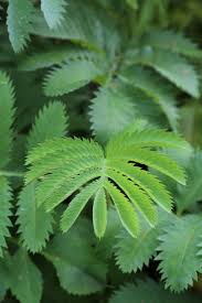 Image result for Melianthaceae