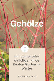 Farbenfrohe Baume Und Straucher Fur Den Winter Wintergemuse Anbauen Straucher Garten Und Garten