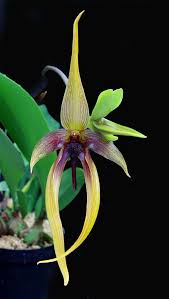 Image result for Bulbophyllum humblotii