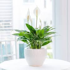 Image result for Spathiphyllum