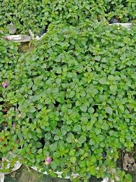 Image result for Heterotis rotundifolia