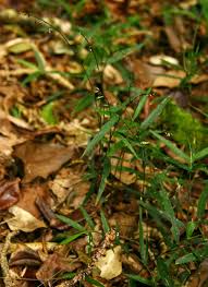 Image result for Oplismenus undulatifolius