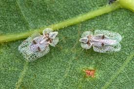 Image result for Dichaetanthera corymbosa