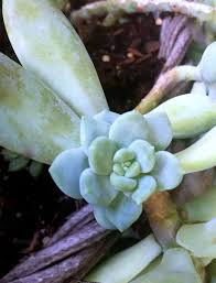 Shop Now Etsy Shop Succulent Succulents Leaves Pups Propagation Babies Small Tiny Living Happiness Ind Succulents Baby Succulents Succulent Cuttings